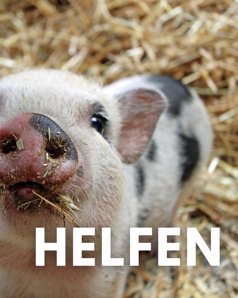 Im Tierschutz helfen