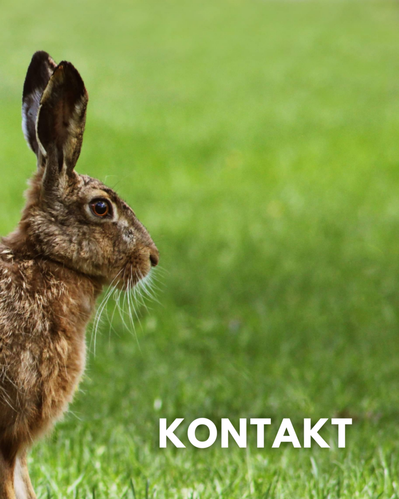 Kontakt Tierschutzverein Sieben Leben