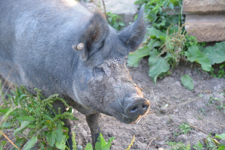 Frieda