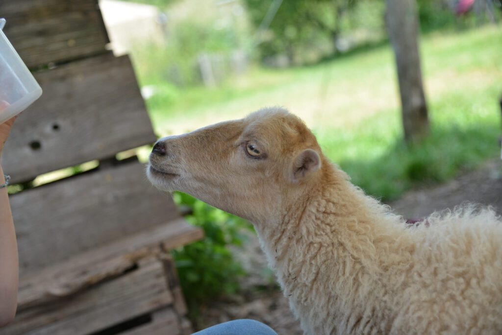 Lama