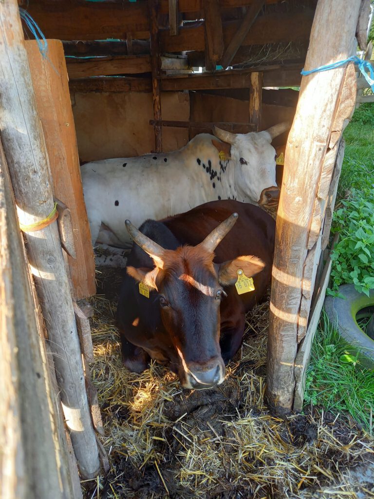 Molly und Friedolin