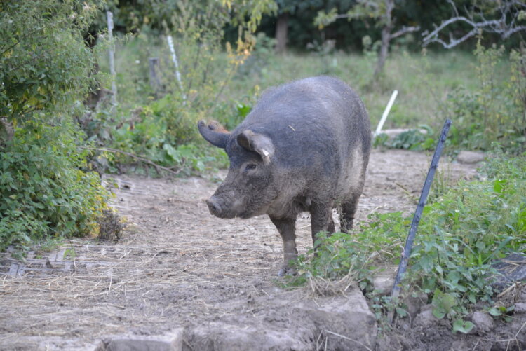 Schweinchen